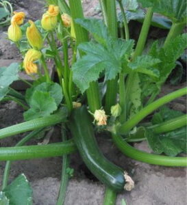 zucchine