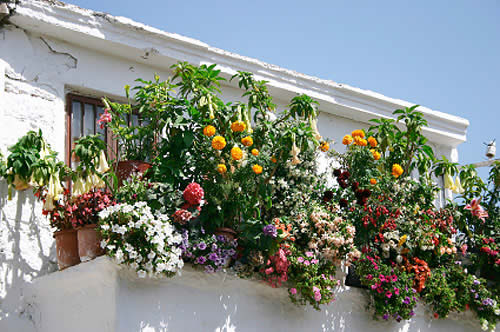 terrazzo con fiori